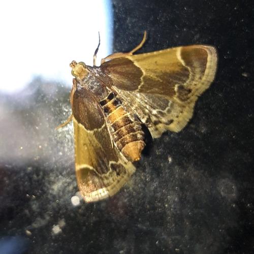 Réf. 321 698 : Pyralis farinalis